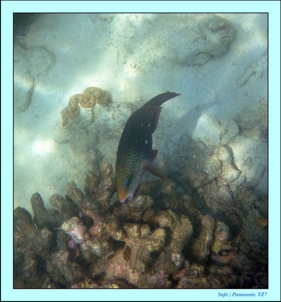 2011 - 03 - Koh Ngai 099